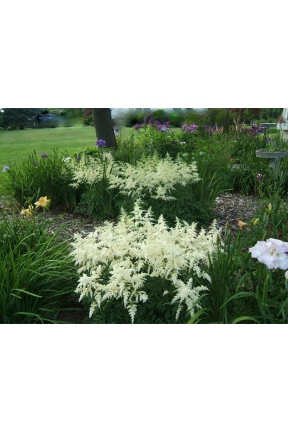 Астильба Арендса Браутшлеєр клумба